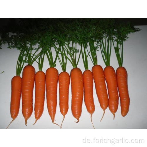 Shandong frische Karotte der hohen Qualität